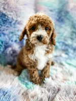 Heart, a female Cavapoo for sale in Temple, GA – Photo 4 of 8