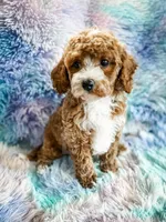 Heart, a female Cavapoo for sale in Temple, GA – Photo 2 of 8