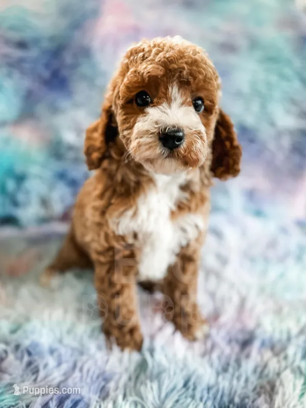 Heart – Cavapoo puppy for sale in Temple, GA
