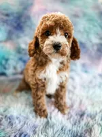 Heart, a female Cavapoo for sale in Temple, GA – Photo 1 of 8