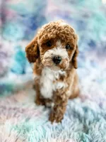 Heart, a female Cavapoo for sale in Temple, GA – Photo 8 of 8