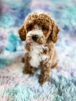 Heart, a female Cavapoo for sale in Temple, GA – Photo 3 of 8