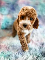 Heart, a female Cavapoo for sale in Temple, GA – Photo 7 of 8