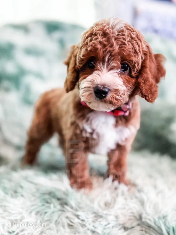 Heart – Cavapoo puppy for sale in Temple, GA