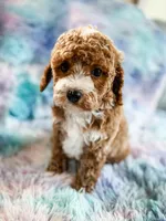 Heart, a female Cavapoo for sale in Temple, GA – Photo 5 of 8