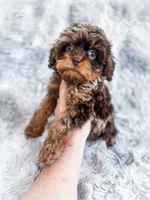Royal , a male Cavapoo for sale in Temple, GA – 8 of 10