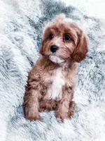 Scott, a male Cavapoo for sale in Temple, GA – 6 of 8