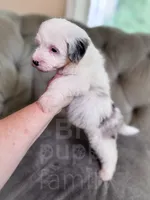 Barbie, a female Sheepadoodle for sale in Temple, GA – 3 of 7