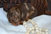 Sage, a female Dachshund for sale in Greenwood, WI – 5 of 8