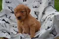 Rosy, a female Golden Retriever for sale in Greenwood, WI – 2 of 4