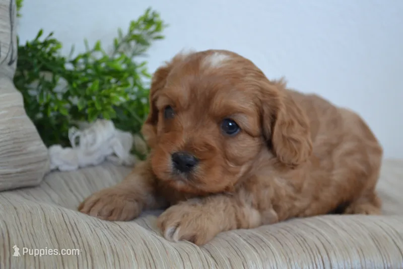 Peanuts – Cavapoo puppy for sale in Greenwood, WI