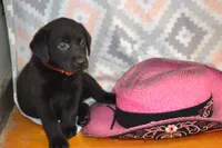Gwenda, a female Labrador Retriever for sale in Greenwood, WI – 3 of 3
