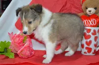 Cherie, a female Shetland Sheepdog for sale in Greenwood, WI – Photo 5 of 7