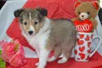 Cherie, a female Shetland Sheepdog for sale in Greenwood, WI – Photo 1 of 7