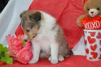 Cherie, a female Shetland Sheepdog for sale in Greenwood, WI – Photo 6 of 7