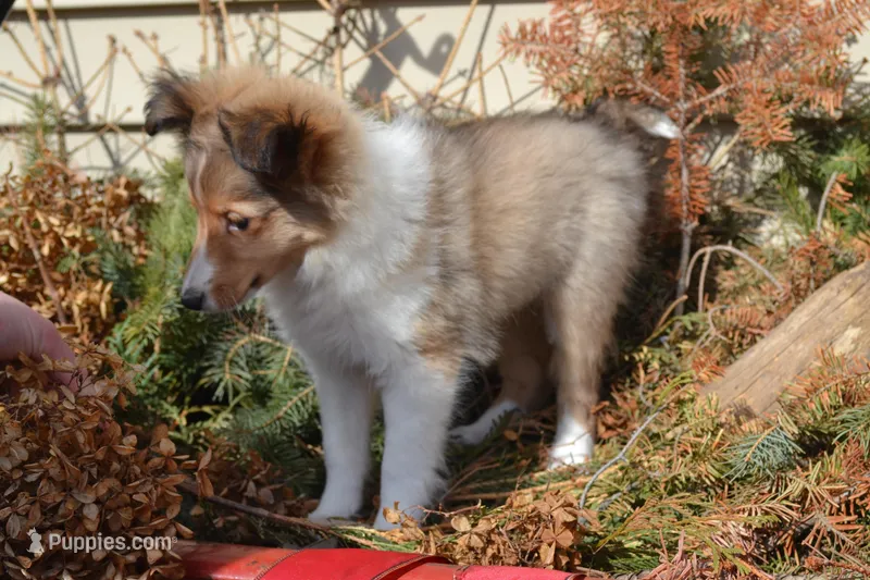 Cherie – Shetland Sheepdog puppy for sale in Greenwood, WI