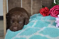 Lysa, a female Labrador Retriever for sale in Greenwood, WI – 3 of 4