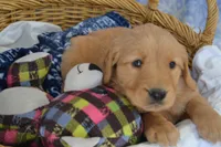 Mickey, a male Golden Retriever for sale in Greenwood, WI – Photo 4 of 6