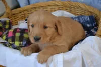 Mickey, a male Golden Retriever for sale in Greenwood, WI – Photo 1 of 6