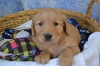 Mickey, a male Golden Retriever for sale in Greenwood, WI – Photo 2 of 6