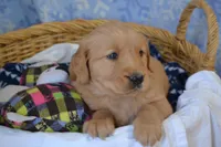 Mickey, a male Golden Retriever for sale in Greenwood, WI – Photo 3 of 6