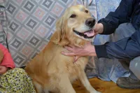 Mickey, a male Golden Retriever for sale in Greenwood, WI – Photo 5 of 6