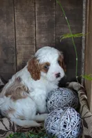 Alex, a male Cavapoo for sale in Greenwood, WI – Photo 4 of 6