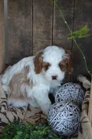 Alex, a male Cavapoo for sale in Greenwood, WI – Photo 2 of 6