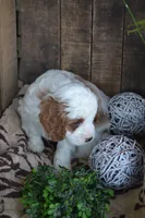 Alex, a male Cavapoo for sale in Greenwood, WI – Photo 6 of 6