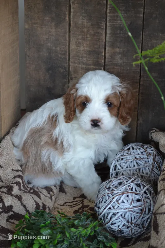 Alex – Cavapoo puppy for sale in Greenwood, WI
