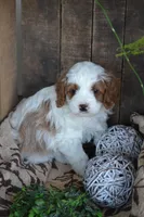 Alex, a male Cavapoo for sale in Greenwood, WI – Photo 1 of 6