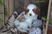 Alex, a male Cavapoo for sale in Greenwood, WI – Photo 3 of 6