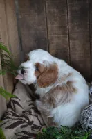 Alex, a male Cavapoo for sale in Greenwood, WI – Photo 5 of 6