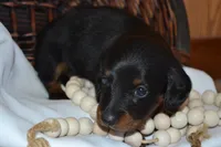 Shadow, a male Dachshund for sale in Greenwood, WI – 5 of 8