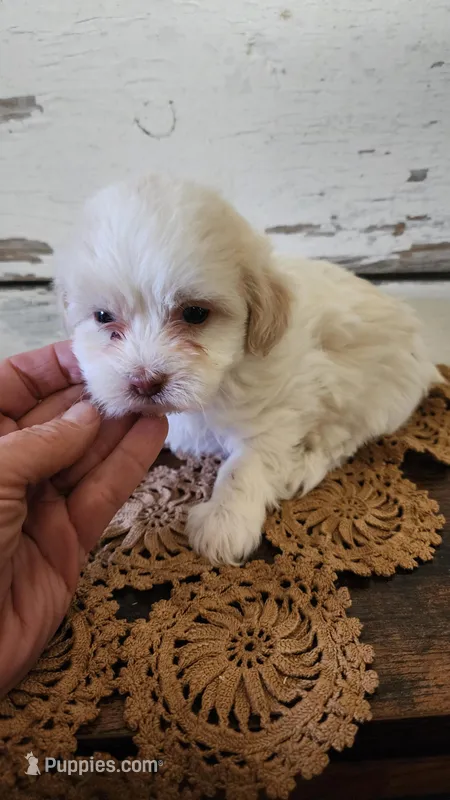 Lakyn, a female Poodle - Miniature  and Mal Shi for sale in Greenwood, WI – Photo 1 of 4