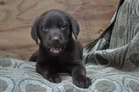 Lincoln, a male Labrador Retriever for sale in Greenwood, WI – 4 of 4