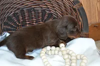 Snoopy, a male Dachshund for sale in Greenwood, WI – 2 of 8