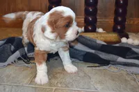 Karlo, a male Cavapoo for sale in Greenwood, WI – 5 of 6