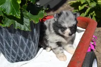 Willow, a female Pomeranian for sale in Greenwood, WI – 1 of 8