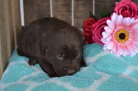 Layna, a female Labrador Retriever for sale in Greenwood, WI – 2 of 3