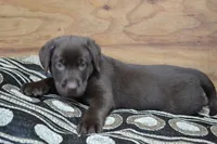 Lilla , a female Labrador Retriever for sale in Greenwood, WI – 2 of 4