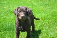 Londa, a female Labrador Retriever for sale in Greenwood, WI – 2 of 5