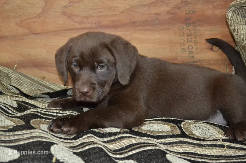 Lola – Labrador Retriever puppy for sale in Greenwood, WI