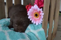 Londa, a female Labrador Retriever for sale in Greenwood, WI – 4 of 4