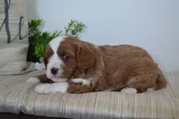 Pebbles, a male Cavapoo for sale in Greenwood, WI – 6 of 7