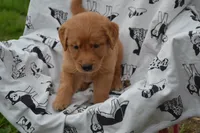 Rylie, a female Golden Retriever for sale in Greenwood, WI – 2 of 4