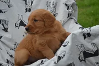 Roxann , a female Golden Retriever for sale in Greenwood, WI – 2 of 4