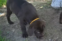 Layna, a female Labrador Retriever for sale in Greenwood, WI – 3 of 5