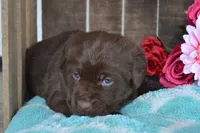 Lizzie, a female Labrador Retriever for sale in Greenwood, WI – 2 of 4