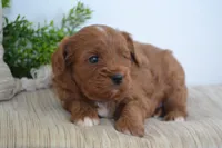 Prince, a male Cavapoo for sale in Greenwood, WI – 4 of 5